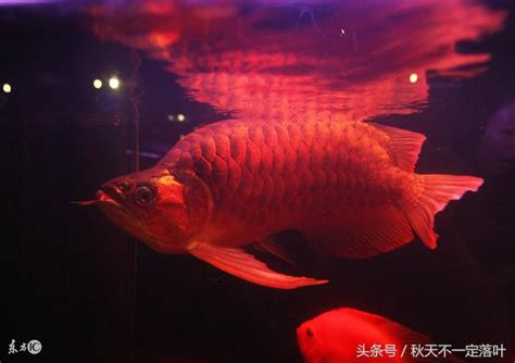 那種魚最好養|【那種魚最好養】哪「養」魚最輕鬆？12 種養不死的觀賞魚，新。